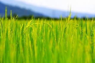 What is Karma in Buddhism and in Sikhi? What is Karma in Buddhism and in Sikhi?