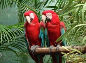 6170d1316389596-escaped-pet-birds-teaching-wild-birds-parrots-talking.jpg