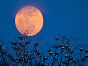 6561d1336422441-supermoon-dominates-sunday-night-skyline-around-supermoon14.jpg