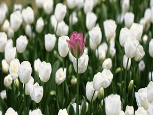 6570d1337122434-looking-different-and-differently-looking-be-different-640.jpeg