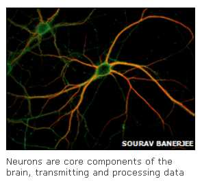 1242d1261756942-scientists-decode-memory-making-synapses_cement_memories.jpg