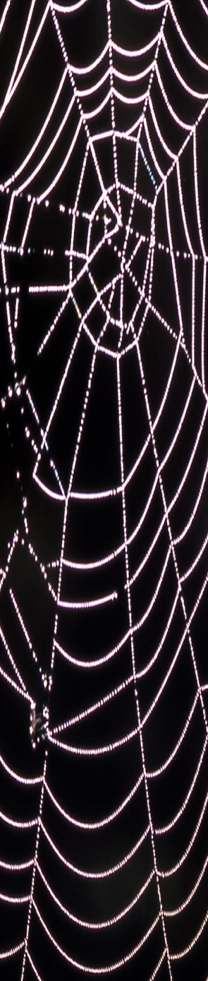 5996d1312655977-five-kakkaars-how-spin-controversy-out-spider-a.jpg