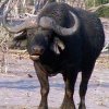 buffalo3.JPG