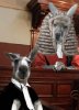 1632d1264950123-secret-trial-kangaroo-court-tainted-decision-kangaroo_court.jpg