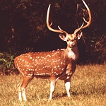 Axis Deer or Elk

Modern Punjabi
n. barah singga. M;