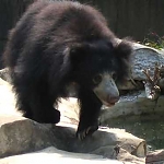 Sloth Bear 


Modern Punjabi
n. bhalu. M; bahlu. M; richch. M; richchni. F;

Endangered, modern India's excellent conservation record is making remarkable strides in preserving this species.

ਭਾਂਤਿ ਭਾਂਤਿ ਬਨ ਖੇਲ ਸਿਕਾਰਾ ॥ ਮਾਰੇ ਰੀਛ ਰੋਝ ਝੰਖਾਰਾ ॥੧॥
Bhaant(i) bhaant(i) ban khel sikaaraa|| Maare roochh rojh jhankhaaraa||1||
I went hunting various kinds of animals in the forest and killed bears, nilgais (blue bulls) and elks.1.


ਦੇਸ ਚਾਲ ਹਮ ਤੇ ਪੁਨਿ ਭਈ ॥ ਸਹਰ ਪਾਂਵਟਾ ਕੀ ਸੁਧਿ ਲਈ ॥
Des chaal ham te pun(i) bhaoo|| Sahar paanvtaa koo sudh(i) laoo||
Then I left my home and went to place named Paonta.

Sri Dasam Granth