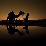 Camel

Modern Punjabi
n. utt. M; utth.m; utthni . F dachi fa; sannhani . F; 


ਮਨ ਕਰਹਲਾ ਸਤਿਗੁਰੁ ਪੁਰਖੁ ਧਿਆਇ ॥੧॥ ਰਹਾਉ ॥
man karehalaa sathigur purakh dhhiaae ||1|| rehaao ||
O camel-like mind, meditate on the True Guru, the Primal Being. ||1||Pause||

ਮਨ ਕਰਹਲਾ ਵੀਚਾਰੀਆ ਹਰਿ ਰਾਮ ਨਾਮ ਧਿਆਇ ॥
man karehalaa veechaareeaa har raam naam dhhiaae ||
O camel-like mind, contemplate the Lord, and meditate on the Lord's Name.

Guru Ram Das