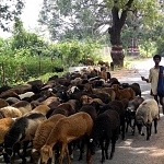 Sheep and Sheepherder in India

Modern Punjabi
bhed. F; bheri.f ; fat tailed sheep. Dumba. M;

ਕਹੁ ਕਬੀਰ ਪਰਗਟੁ ਭਈ ਖੇਡ ॥
kahu kabeer paragatt bhee khaedd ||
Says Kabeer, a strange sport has become manifest:

ਲੇਲੇ ਕਉ ਚੂਘੈ ਨਿਤ ਭੇਡ ॥੩॥
laelae ko chooghai nith bhaedd ||3||
the sheep is sucking the milk of her lamb. ||3||

ਰਾਮ ਰਮਤ ਮਤਿ ਪਰਗਟੀ ਆਈ ॥
raam ramath math paragattee aaee ||
Chanting the Lord's Name, my intellect is enlightened.

ਕਹੁ ਕਬੀਰ ਗੁਰਿ ਸੋਝੀ ਪਾਈ ॥੪॥੧॥੧੪॥
kahu kabeer gur sojhee paaee ||4||1||14||
Says Kabeer, the Guru has blessed me with this understanding. ||4||1||14||