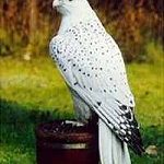 The "white" falcon of Sri Guru Gobind Singh was actually the GyrFalcon or Gray Falcon, in old Punjabi "baaj."

"Once Guru Gobind Singh Ji was in the forest and he let the baaj fly off towards a small animal scurrying about in the undergrowth. The baaj caught the animal and flew back to the Guru. It tore at the animal and fed on it. The accompanying Sikhs were taken aback by this incident and asked Guru Ji to explain. “In a previous time the baaj and this animal were friends. The one who is now dead asked for a loan and swearing on the Almightys name said that he would pay it back. He was devious and never did return it, so this is payback time.” In this incident Guru Ji enlightened his Sikhs that if you take something that is not yours or promise to return it then you will be held to that promise no matter what.

'The most significant story concerning the baaj is in 1699 when Guru Sahib Ji had created Amrit (holy nector) for the precise purpose of creating the Khalsa brotherhood. A few drops of amrit had fallen from the iron cauldron, which were readily consumed by a few sparrows. The sparrows turned onto the baaj and repeatedly assaulted him to such an extent that he had to take flight, followed vigorously by the sparrows. This incident showed the Sikhs that the amrit created by the Tenth Guru had immense power, after drinking a few drops a small sparrow not only had the courage to take on a bird of prey but to harassed it until it took flight and fled. Guru Gobind Singh Ji said “I will create my Khalsa of such courage and vigour that he will take on armies of the enemy, he will stand up for the poor and the downtrodden – Sava Lakh say ek ladaho (One will confront a lakh and a quarter of the enemy)” 

'In 1984 amongst the turmoil and terrible fate of so many Sikhs a white baaj appeared, seen by many it circled and perched on a branch, telling the Sikhs that the Guru was with them.
 
'From time to time a white baaj is seen in the mountains of the Himalayas in the surrounding areas of Hemkund Sahib where Guru Gobind Singh Ji performed much hard meditation to merge with the Almighty. "

More at this site: Source http://www.info-sikh.com/BaajGyr4.jpg