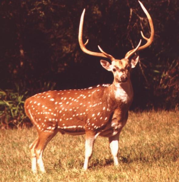 Axis Deer or Elk

Modern Punjabi
n. barah singga. M;