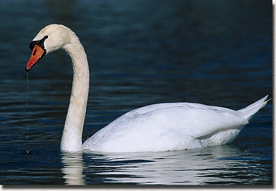 The Swan according to Guruji

 ਸਰਵਰ ਮਹਿ ਹੰਸੁ ਹੰਸ ਮਹਿ ਸਾਗਰੁ ॥
saravar mehi hans hans mehi saagar ||
The swans are in the pool, and the pool is in the swans.||1||