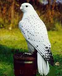 The "white" falcon of Sri Guru Gobind Singh was actually the GyrFalcon or Gray Falcon, in old Punjabi "baaj."

"Once Guru Gobind Singh Ji was in the forest and he let the baaj fly off towards a small animal scurrying about in the undergrowth. The baaj caught the animal and flew back to the Guru. It tore at the animal and fed on it. The accompanying Sikhs were taken aback by this incident and asked Guru Ji to explain. “In a previous time the baaj and this animal were friends. The one who is now dead asked for a loan and swearing on the Almightys name said that he would pay it back. He was devious and never did return it, so this is payback time.” In this incident Guru Ji enlightened his Sikhs that if you take something that is not yours or promise to return it then you will be held to that promise no matter what.

'The most significant story concerning the baaj is in 1699 when Guru Sahib Ji had created Amrit (holy nector) for the precise purpose of creating the Khalsa brotherhood. A few drops of amrit had fallen from the iron cauldron, which were readily consumed by a few sparrows. The sparrows turned onto the baaj and repeatedly assaulted him to such an extent that he had to take flight, followed vigorously by the sparrows. This incident showed the Sikhs that the amrit created by the Tenth Guru had immense power, after drinking a few drops a small sparrow not only had the courage to take on a bird of prey but to harassed it until it took flight and fled. Guru Gobind Singh Ji said “I will create my Khalsa of such courage and vigour that he will take on armies of the enemy, he will stand up for the poor and the downtrodden – Sava Lakh say ek ladaho (One will confront a lakh and a quarter of the enemy)” 

'In 1984 amongst the turmoil and terrible fate of so many Sikhs a white baaj appeared, seen by many it circled and perched on a branch, telling the Sikhs that the Guru was with them.
 
'From time to time a white baaj is seen in the mountains of the Himalayas in the surrounding areas of Hemkund Sahib where Guru Gobind Singh Ji performed much hard meditation to merge with the Almighty. "

More at this site: Source http://www.info-sikh.com/BaajGyr4.jpg