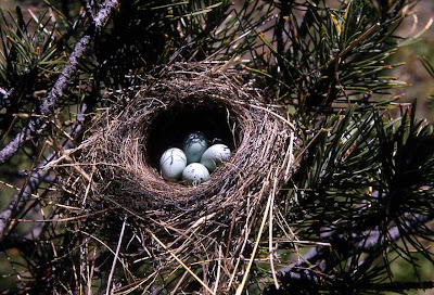 sparrow+nest.jpg
