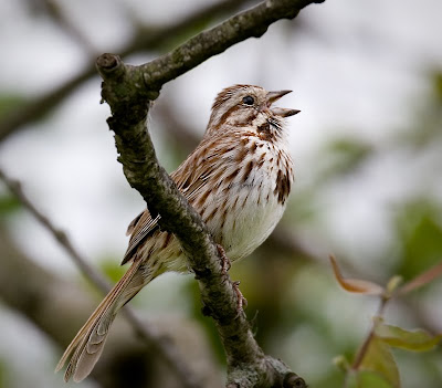 sparrow+singing+in+tree.jpg