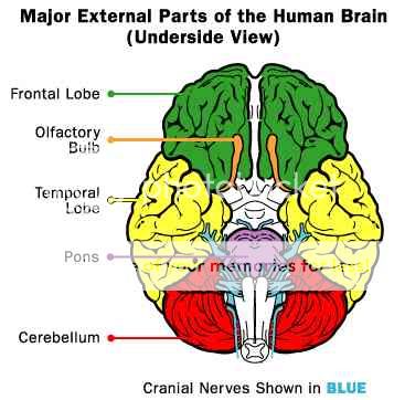 human_brain_cranial_nerves_undersid.jpg