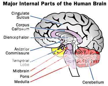 human_brain_major_internal_parts.jpg