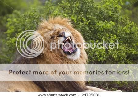 stock-photo-a-large-and-angry-lion-.jpg