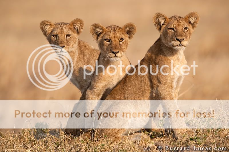 three_lion_cubs.jpg