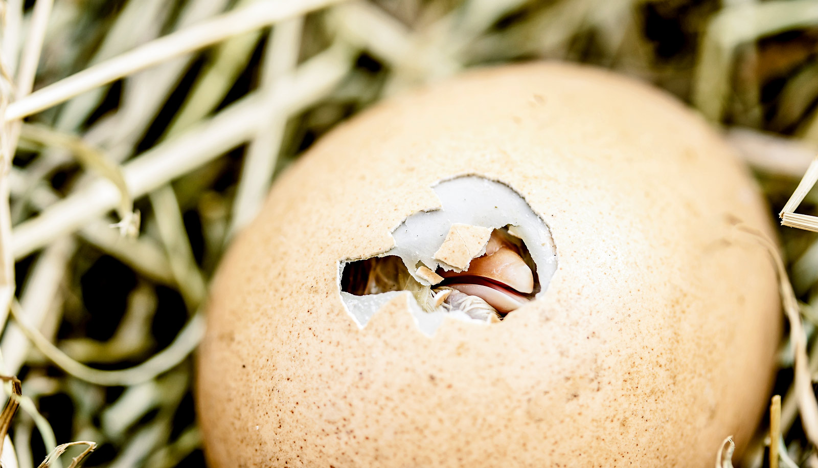 chick_hatching_eggshells_1600.jpg