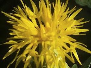 safflower.jpg