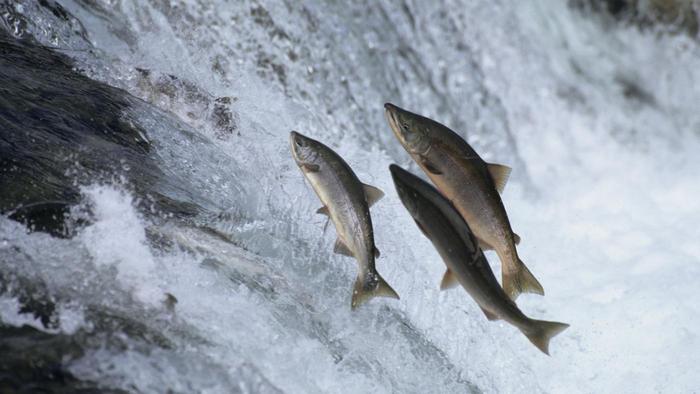 salmon-swim-upstream_d555480847e93dcc.jpg
