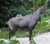 Nilgai.jpg