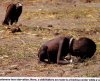 Sudanese child starving.jpg