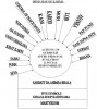 personal_evolution002.jpg personal_evolution002.jpg