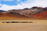 Yaks grazing in More valley.jpg