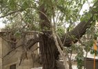 Tree Under Which Guru Nanak rested in Leh 2.jpg