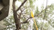 Tree under which Guru Nanak sat in Leh with sikh flag .jpg