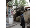 Writer under the tree spread on to the nearby street in Leh.jpg