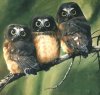 three_owls.jpg