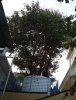 Tree-at-Dhubri-Gurdwara.jpg