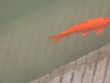 Goldfish in Sarovar.png