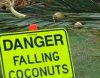 falling coconuts.jpg