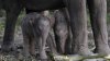 17TH_ELEPHANT-TWINS_309632f.jpg