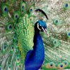 indian-peafowl.jpg