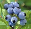 blueberry.jpg