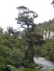 Punakaiki-inspiration for lord of the rings.JPG