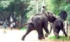 23TH_ELEPHANT_761963f.jpg