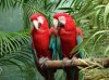 parrots-talking.jpg