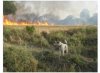 punjab-harvest-fire-ball.jpg