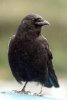 crow-7952.jpg