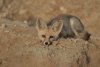 Desert-Fox.jpg