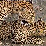 Singhs, Tigers, Leopards, Deer, Bears in Gurbani