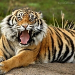 singh
