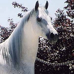 A Blue Arabian Horse

Horse
Modern Punjabi
n. ghora. M;

ਜਾਤ ਜਉਨ ਦਿਸਾਨ ਕੋ ਪਛ ਲਾਗਹੀ ਸਿਰਦਾਰ ॥
Jaat jaun disaan ko pachh laag-hisirdaar||
Wherever the horse named Sri Barn goes, the army chiefs follow him.

ਜਉਨ ਬਾਧ ਤੁਰੰਗ ਜੂਝਤ ਜੀਤੀਐ ਕਰਿ ਜੁੱਧ ॥
Jaun baadh turang joojhat jeeteeai kar(i) juddh||
Whosoever chains the horse, they fight with him and conquer him.

ਆਨ ਜਉਨ ਮਿਲੈ ਬਚੈ ਨਹਿ ਮਾਰੀਐ ਕਰਿ ਕ੍ਰੁੱਧ ॥੧੧॥੧੫੨॥
aan jaun milai bachai nah(i) maareeai kar(i) kruddh||11||152||
He who receives them, he is saved, otherwise one who confronts, is violently killed.

Sri Dasam Granth