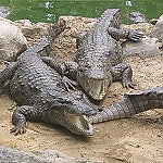 Marsh Crocodiles Basking in the Sun

Modern Punjabi
n. sanar. M; magar machh. M;

ਗੁਰਮੁਖਿ ਗਾਰੜੁ ਜੇ ਸੁਣੇ ਮੰਨੇ ਨਾਉ ਸੰਤੋਸੁ ॥੪॥
guramukh gaararr jae sunae mannae naao santhos ||4||
If one, as Gurmukh, hears and believes in the Name, the charm against poison, his mind becomes content. ||4||


ਮਾਗਰਮਛੁ ਫਹਾਈਐ ਕੁੰਡੀ ਜਾਲੁ ਵਤਾਇ ॥
maagaramashh fehaaeeai kunddee jaal vathaae ||
The crocodile is caught by the hook and line;

Guru Nanak Dev ji