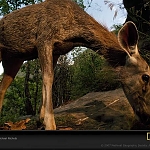 Sambar Deer Drinking

Modern Punjabi
n. haran. M; harni. F;

ਹਰਣੀ ਹੋਵਾ ਬਨਿ ਬਸਾ ਕੰਦ ਮੂਲ ਚੁਣਿ ਖਾਉ ॥
haranee hovaa ban basaa kandh mool chun khaao ||
What if I were to become a deer, and live in the forest, picking and eating fruits and roots


ਗੁਰ ਪਰਸਾਦੀ ਮੇਰਾ ਸਹੁ ਮਿਲੈ ਵਾਰਿ ਵਾਰਿ ਹਉ ਜਾਉ ਜੀਉ ॥੧॥
gur parasaadhee maeraa sahu milai vaar vaar ho jaao jeeo ||1||
- by Guru's Grace, I am a sacrifice to my Master. Again and again, I am a sacrifice, a sacrifice. ||1||

Guru Nanak Dev ji